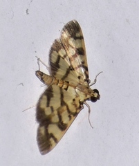 Pardomima distortana