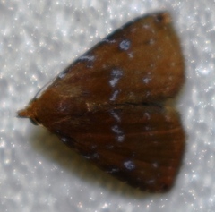 Rivula inconspicua
