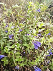 Scutellaria scordifolia