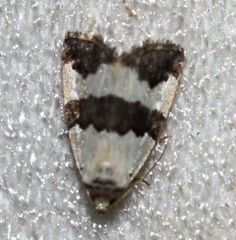 Maliattha quadripartita