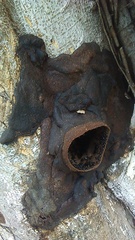 Lestrimelitta chamelensis