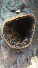 Lestrimelitta chamelensis