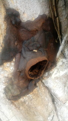 Lestrimelitta chamelensis