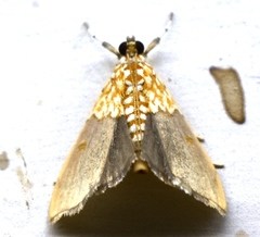 Agrotera