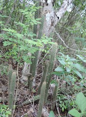 Pilosocereus gaumeri