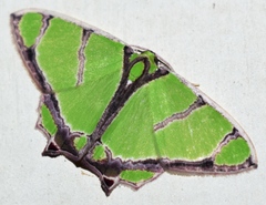 Agathia angustilimes