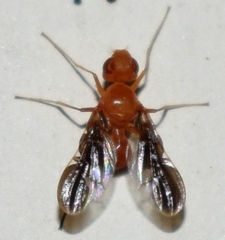 Ctenostylidae