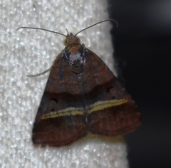 Ozarba punctigera
