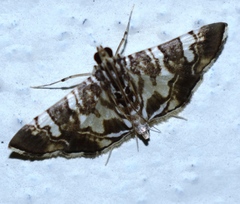 Chabula acamasalis