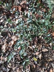 Ligustrum sinense