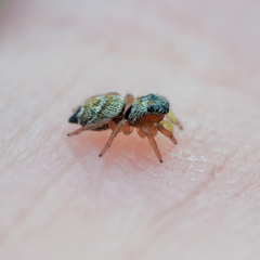 Heliophanus tribulosus