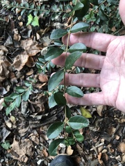 Ligustrum sinense