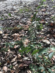 Ligustrum sinense