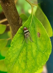 Anthomyia illocata