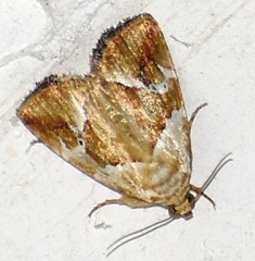 Maliattha separata