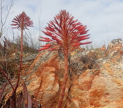 Aloe comptonii