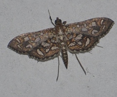 Nausinoe geometralis