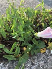 Calystegia sepium