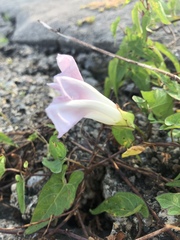 Calystegia sepium