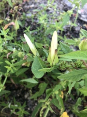 Calystegia sepium