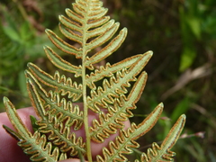 Pteridium latiusculum