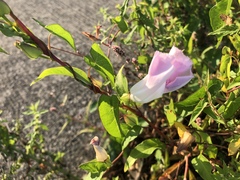 Calystegia sepium