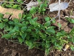 Microtea debilis