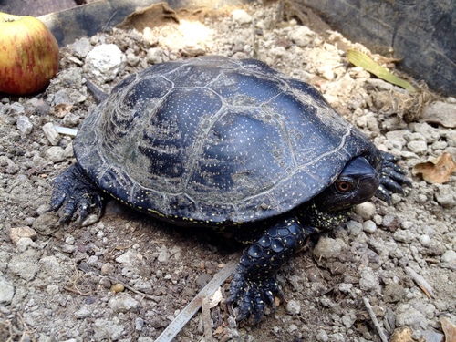Emys orbicularis