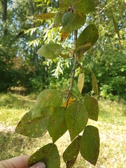 Populus