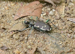 Cicindela ancocisconensis
