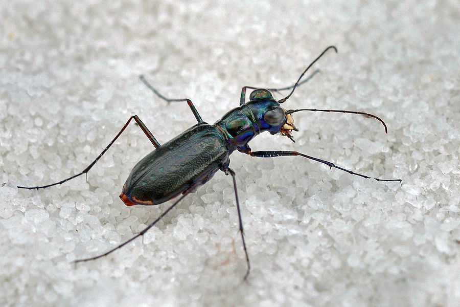 Highlands Tiger Beetle