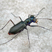 Highlands Tiger Beetle - Photo (c) Giff Beaton, some rights reserved (CC BY-NC), uploaded by Giff Beaton