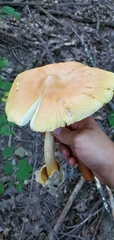 Amanita arkansana
