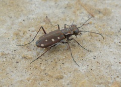 Cicindela ocellata ocellata