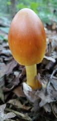 Amanita arkansana