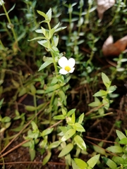 Gratiola brevifolia