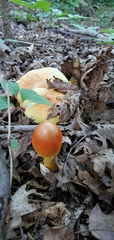 Amanita arkansana