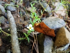 Gratiola brevifolia