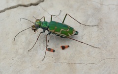 Ellipsoptera marutha