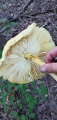 Amanita arkansana