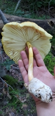 Amanita arkansana