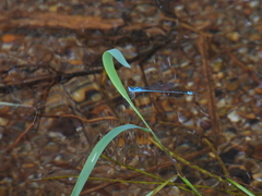 Pseudagrion australasiae