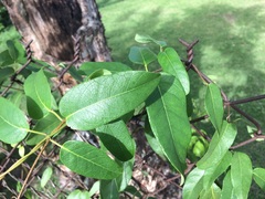 Stigmaphyllon emarginatum