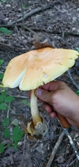 Amanita arkansana