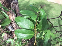 Stigmaphyllon emarginatum