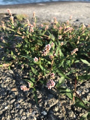 Persicaria maculosa