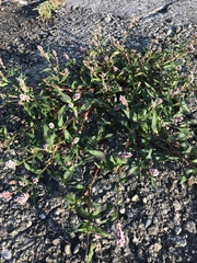 Persicaria maculosa