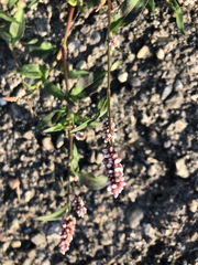 Persicaria maculosa