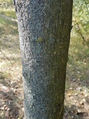 Populus