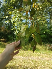 Populus
